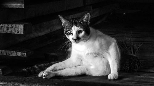 Portrait of cat sitting on floor