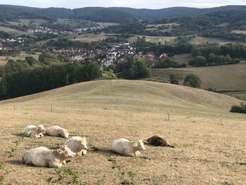 View of sheep on field