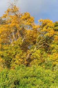 Yellow flowering trees in forest during autumn