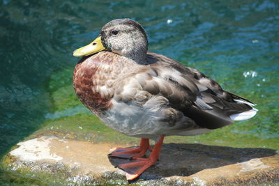 Close-up of duck swimming in lake