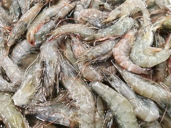 High angle view of fish for sale in market