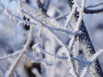 Close-up of frozen branch