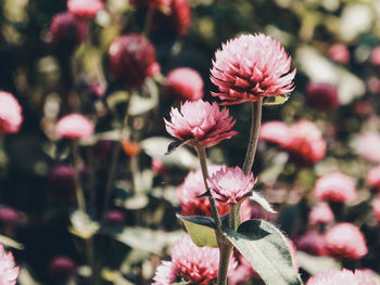 Close-up of pink flowers blooming outdoors