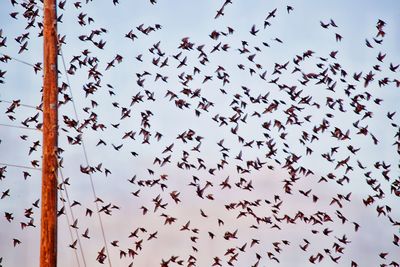 Low angle view of birds flying in sky