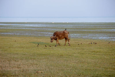 Horses on beach against sky