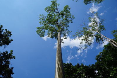 Low angle view of trees against sky