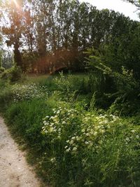 Scenic view of trees growing on field against sky