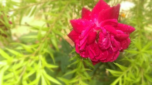 Close-up of pink rose blooming outdoors