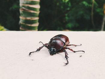 Close-up of insect on table