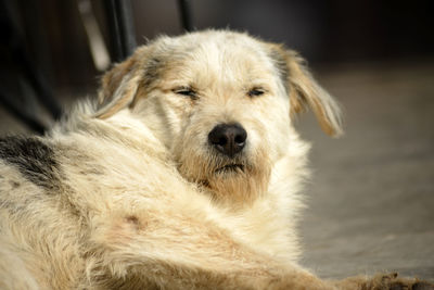 Close-up portrait of a dog