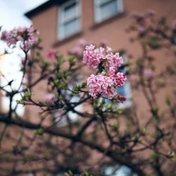 Close-up of pink flowers blooming outdoors