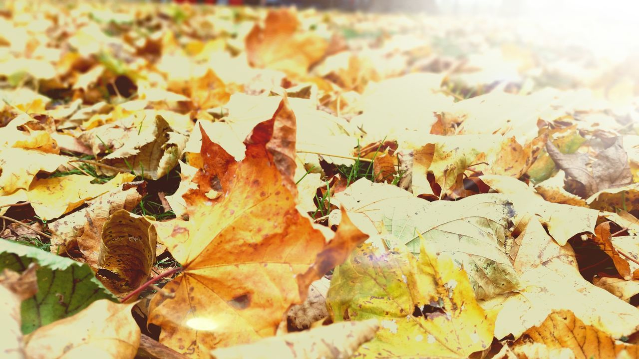 leaf, autumn, change, dry, leaves, season, nature, close-up, fallen, natural pattern, leaf vein, tranquility, focus on foreground, selective focus, outdoors, day, beauty in nature, field, fragility, no people