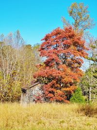 Trees on field against clear sky during autumn