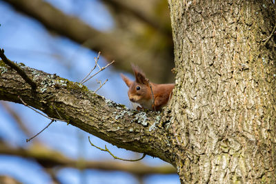 Squirrel on tree trunk