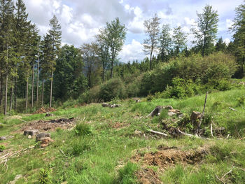 Trees on field against sky in forest