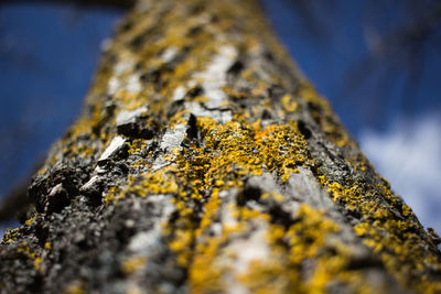 Close-up of lichen on tree trunk