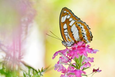 Close-up of butterfly perching on pink flower