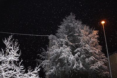 View of trees against sky at night