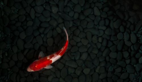 High angle view of red chili peppers on pebbles