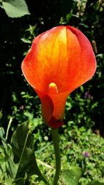 Close-up of orange flower