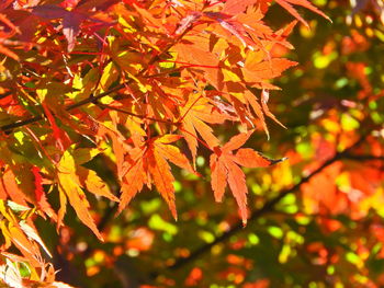 Close-up of maple leaves on tree during autumn