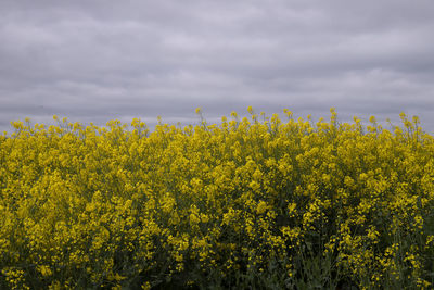 Scenic view of oilseed rape field against cloudy sky