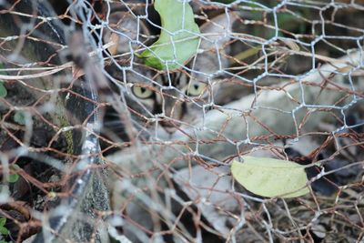 Close-up of chainlink fence