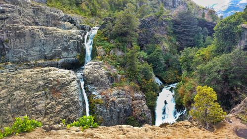 Plants growing on rocks