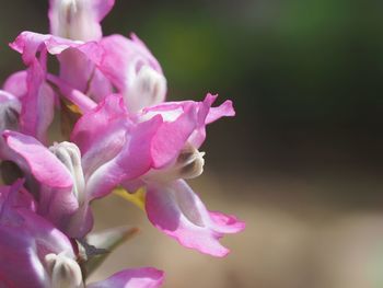 Close-up of pink flowers