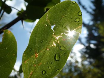 Close-up of water drops on leaves