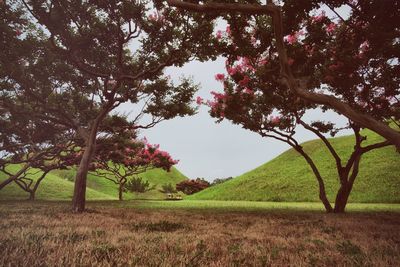 Scenic view of grassy field against sky