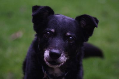 Close-up portrait of black dog