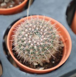 Close-up of cactus plant in pot