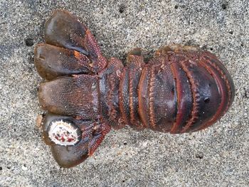 High angle view of beach