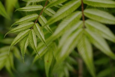 Close-up of palm tree