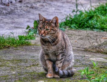 Portrait of tabby cat