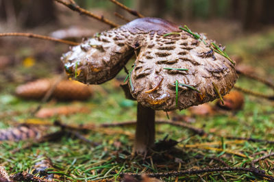 Close-up of mushroom growing on field