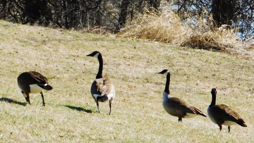 Ducks on field