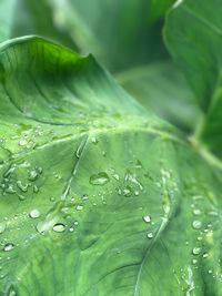 Close-up of raindrops on leaves