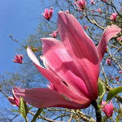 Close-up of pink day lily blooming outdoors