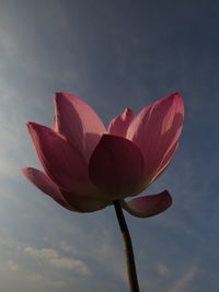 Close-up of pink lotus water lily against sky