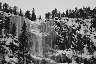 Panoramic view of pine trees in forest against sky