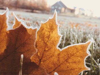 Close-up of dry leaf during autumn