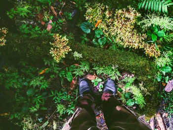 Low section of person standing by plants