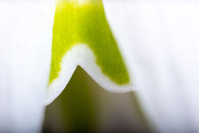 Close-up of green leaf on white wall