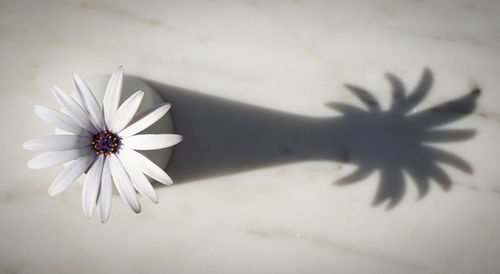 Close-up of white daisy flower