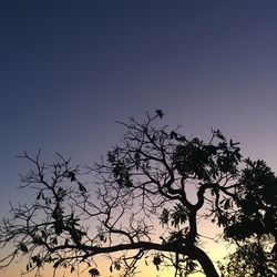 Low angle view of silhouette tree against clear sky