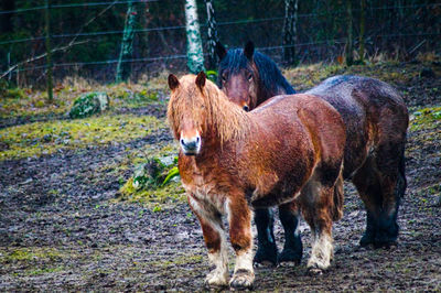 Portrait of horse standing on field