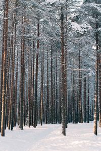 Trees in snow covered forest