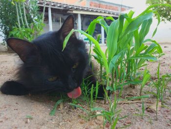 Portrait of black dog sticking out tongue